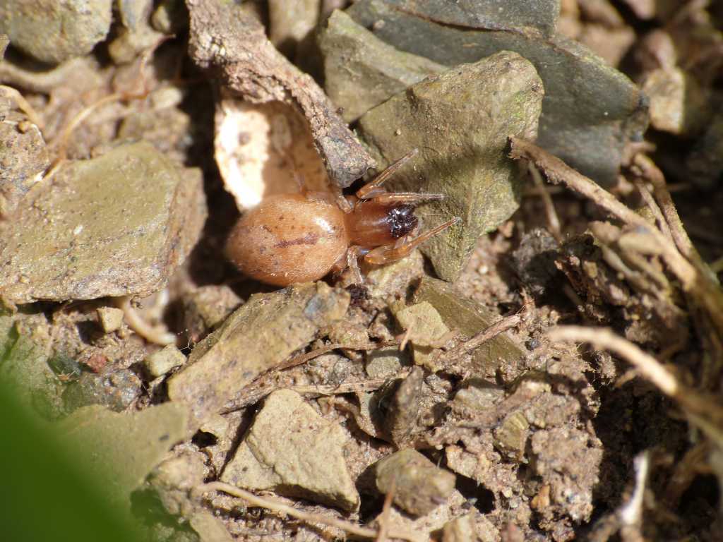 Giovane Clubiona sp. sotto una pietra - Tolfa (RM)